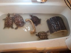 4 beautiful turtles