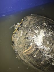 red eared slider and accessories