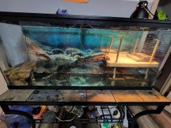 Turtles and all equipment to a good home