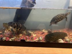Two red eared slider turtles