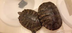 Two 5 Year Old Red Eared Sliders For Sale