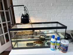 Two turtles, tank, lamp, filter (FREE to good home -$300 dollar value)