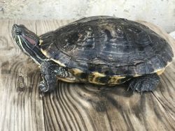Red-Eared Slider turtle