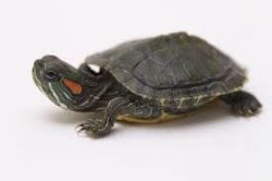 Red Eared Slider for Sale