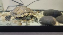 Red-ear slider aquatic turtle needs a new home- free
