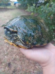 Old read eared slider for sale dallas, texas