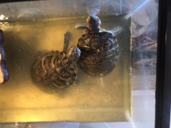 Selling two red-eared slider turtles!! :)