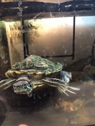 Aquatic Turtle for Sale