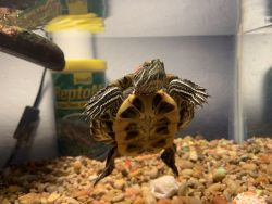 Awesome red eared slider for sale