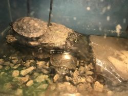 Turtles and cage for sale