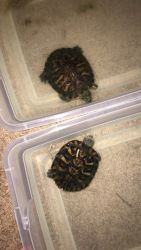 Turtles for sale
