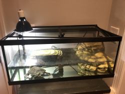 Looking New home for my turtle