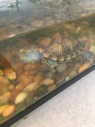 Looking to sell my turtle along with his tank
