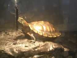 Red Eared Slider Turtle for sale