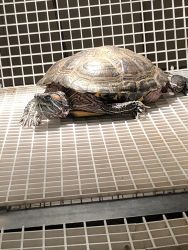 Red ear slider turtle with 75 gallon tank and stand with basking area