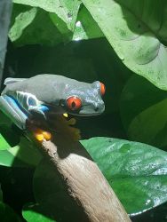 Red eye tree frogs