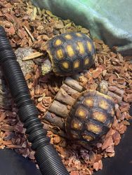 Two juvenile red foot tortoises for sale with enclosure and items