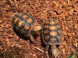 Need a home! Two red-footed tortoises