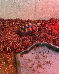 Looking to give baby red foot tortoise new home