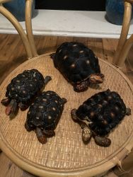 4 tortoises