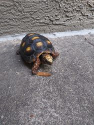 Terry the redfoot tortoise