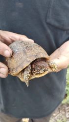 Red footed tortoise