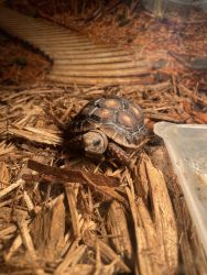 Baby red footed tortoise