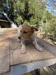 Red Heelers. Pups friendly ,smart and very active