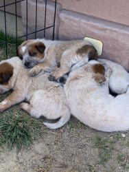 Queensland Heelers ready for good homes