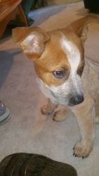Red heeler puppy for sale