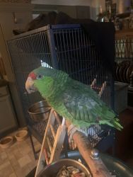 1 year old Red Lored Amazon