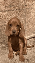 U.K.C Registered Red Bone Puppies for sale
