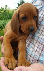 Redbone Coonhound Puppies available