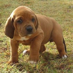 Stunning M/f Redbone Coonhound Puppies