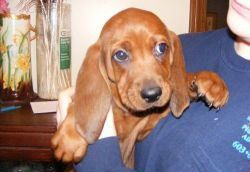 Well Socialized Redbone Coonhound Puppies