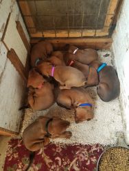 Redbone coonhound puppies for sale
