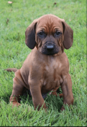 Redbone Coonhounds Purebred Registered
