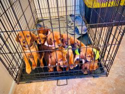Coon hound puppies
