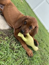 For sale Red Bone Coon Hound