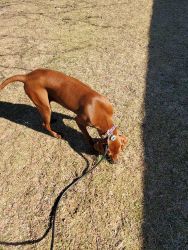 Redbone coobhound