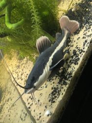 Red tail catfish approx 10inches