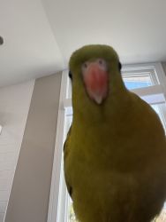 Selling my 8 month old reggent parrot
