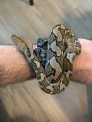 Python for sale