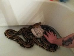 Beautiful 12-13 foot snake