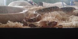 Rescued Reticulated Python needs home