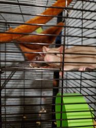Male and female rat