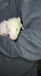Cute young adorable rats for sale!