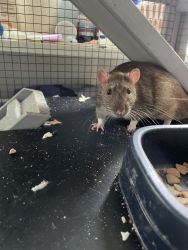 rats will be for sale soon please join my link to be updated!