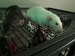 Two female rats with setup