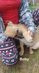 Rhodesian Ridgeback/Hound puppies for sell